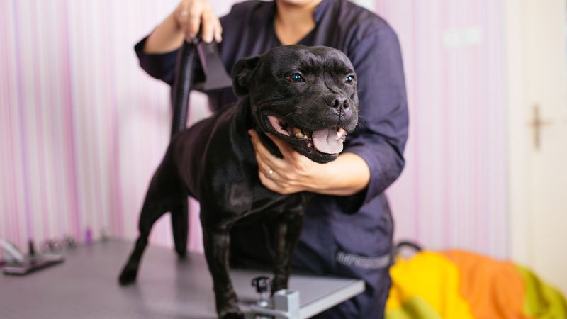 Dog best sale grooming courses